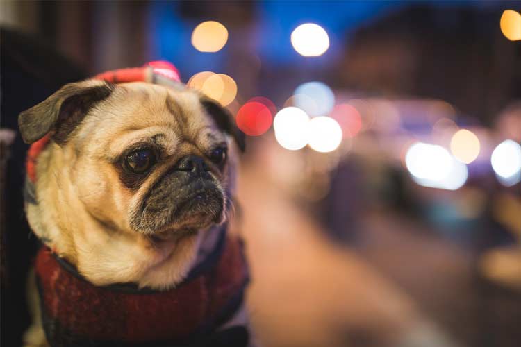 Christmas Jumpers For Pets