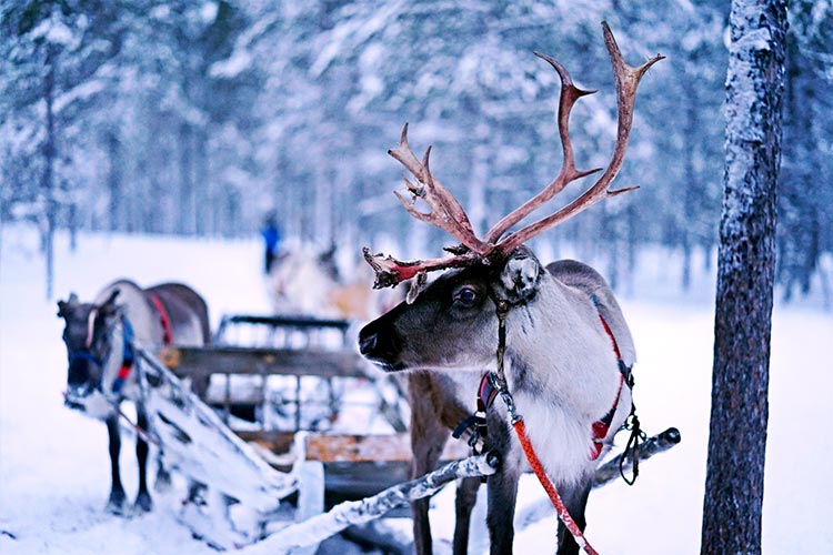 Reindeer Food